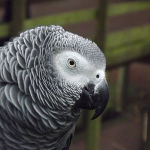 African grey parrot at South Lakes WAP 26/11/11