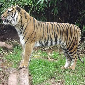 Padang the Sumatran tiger at South Lakes WAP 26/11/11