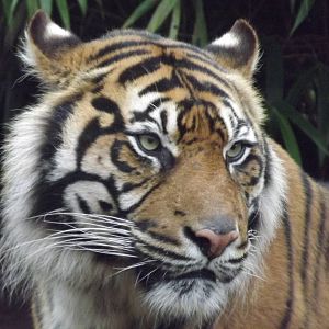 Padang the Sumatran tiger at South Lakes WAP 26/11/11