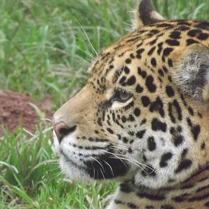 Bonita the Jaguar at South Lakes WAP 26/11/11