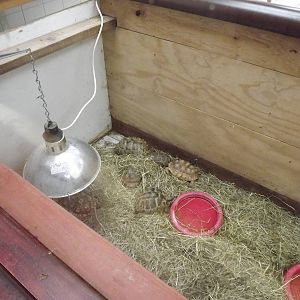 African spurred Tortoises at South Lakes WAP 26/11/11