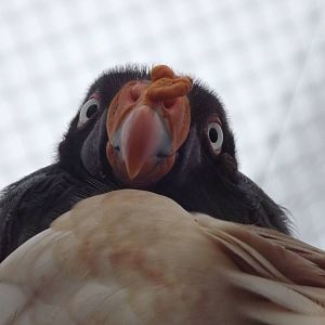 King Vulture at South Lakes WAP 26/11/11