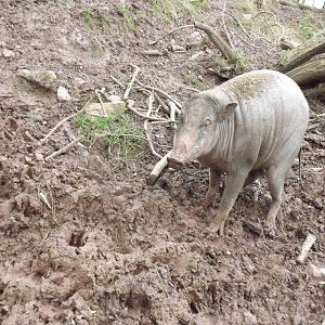 Northern Babirusa at South Lakes WAP 26/11/11