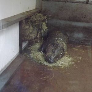 Liberian pygmy Hippo at South Lakes WAP 26/11/11