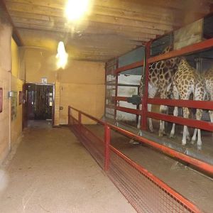Giraffe indoor area at South Lakes WAP 26/11/11