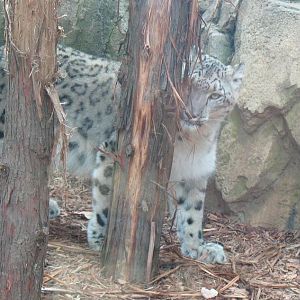 snow leopard