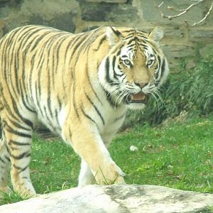 amur tiger