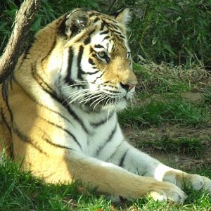 tiger relaxing