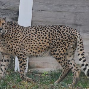cheetah