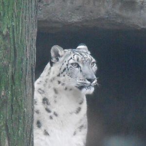 snow leopard