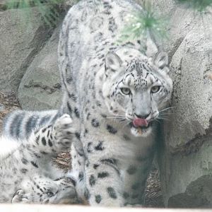 snow leopard