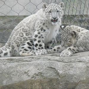 snow leopard cubs