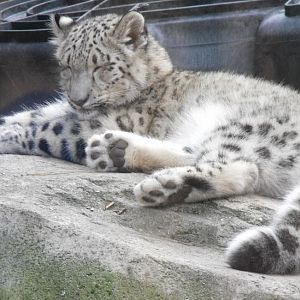 snow leopard cub tired