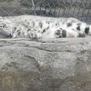 snow leopard cub sleeping