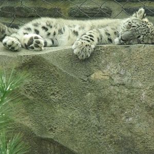 snow leopard