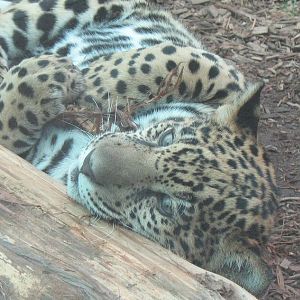 jaguar cub Lucha