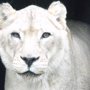lioness