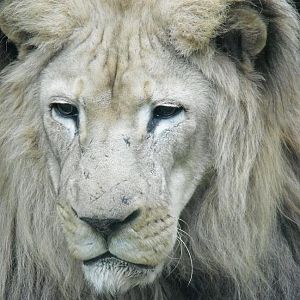 lion