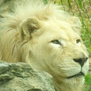 white lion