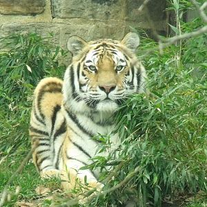 amur tiger