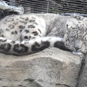 snow leopard father sleeping