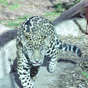 lucha jaguar cub