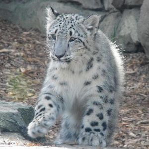 snow leopard cub