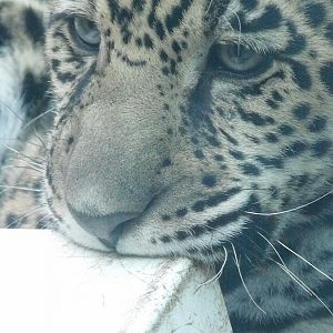 lucha jaguar cub playing