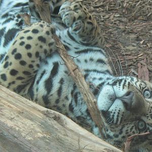 lucha jaguar cub playing