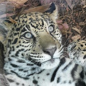 lucha jaguar cub