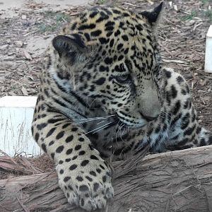 lucha jaguar cub