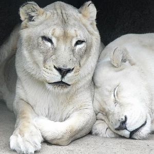 White Lions