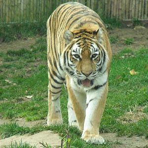Siberian Tiger or Amur Tiger