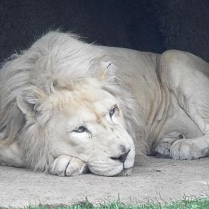 White Lion Sleeping