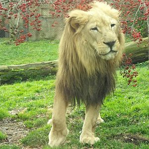 Lion - Old Male