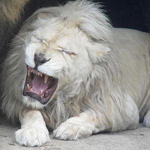 White Lion Not Happy
