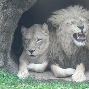 Male And Female Lion