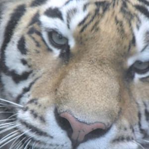 Tiger Close Up