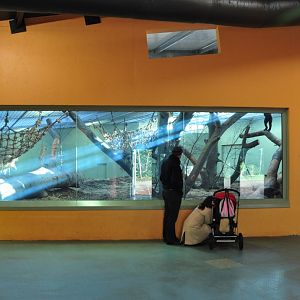 New Gorilla Habitat in Dublin Zoo