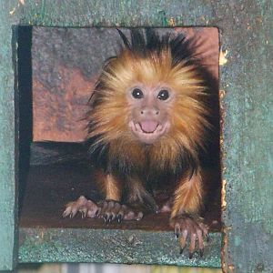 Golden Headed Lion Tamarin Baby 1