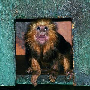 Golden Headed Lion Tamarin Baby 2