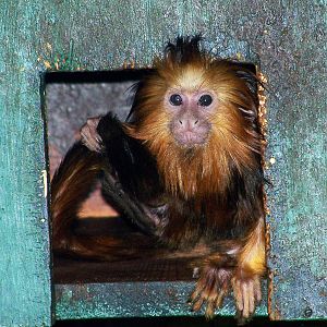 Golden Headed Lion Tamarin Baby 3