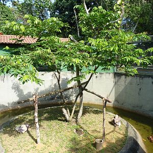 Boa constrictor enclosure