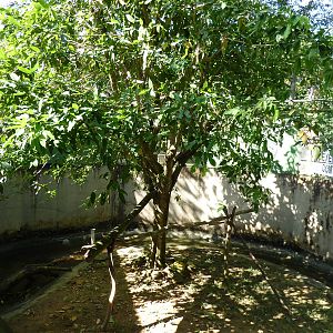Green anaconda enclosure