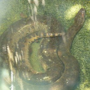 Green anaconda