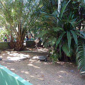 Tortoise enclosure