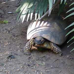 Yellow-footed tortoise