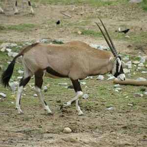 gemsbok