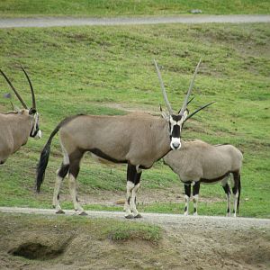 gemsbok
