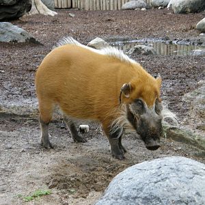 red river hog